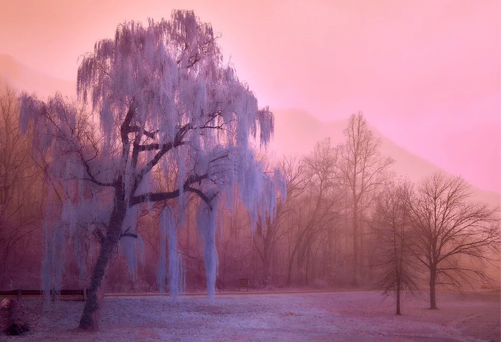 Smokey willow in winter with pink lavender sky in the background