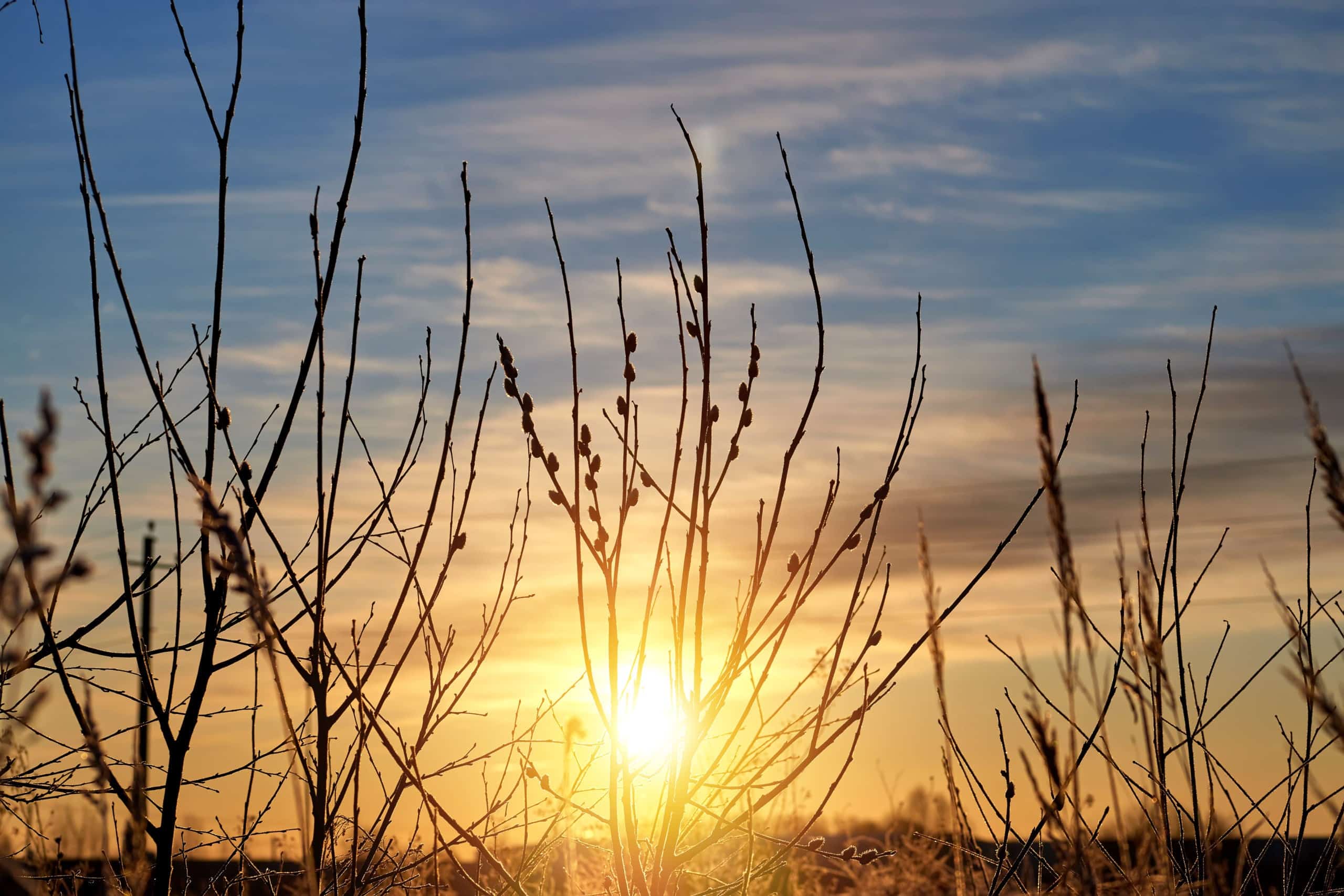 Willow branches at beautiful spring sunset.