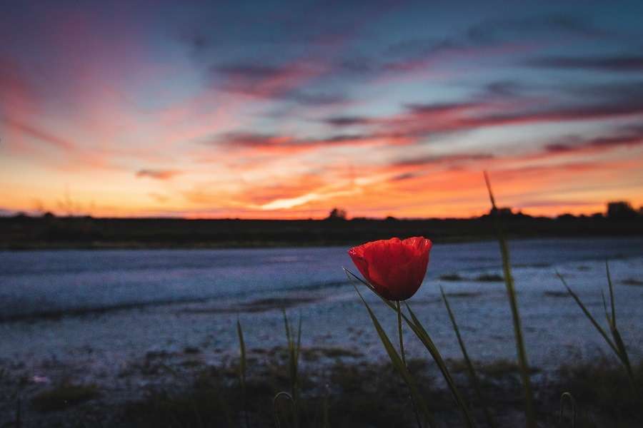 Beautiful lonesome poppy flower at dawn.