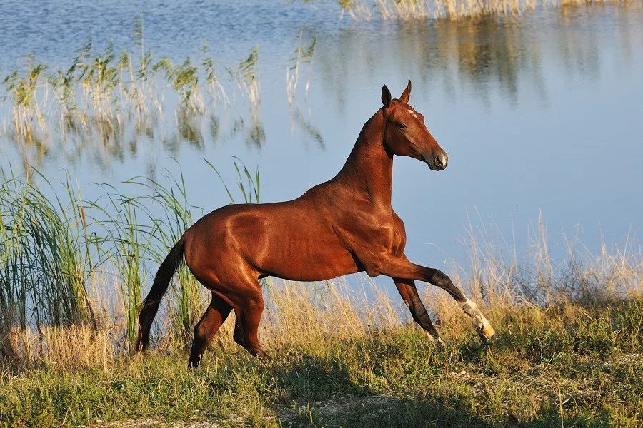 Happy Akhal-Teke horse gallops across waterline in the hot summer day. 