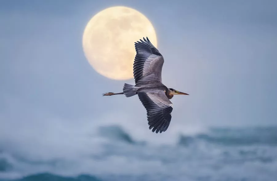 Bird flying on the beach with the full moon in the background.
