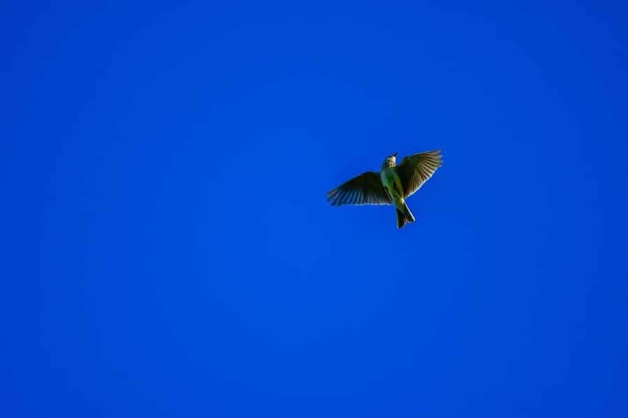 Lone skylark flying in cloudless blue sky.