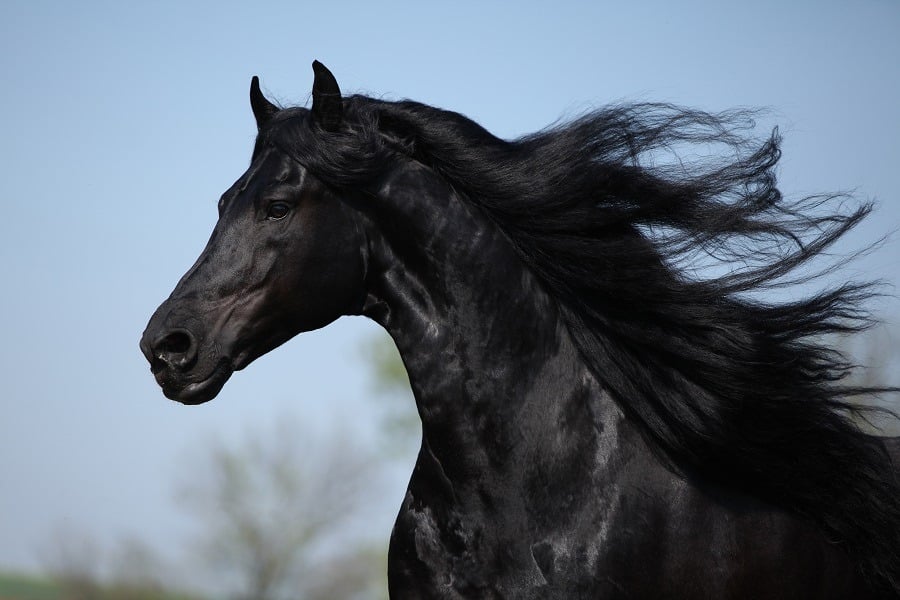 Gorgeous Friesian stallion with flying long hair.