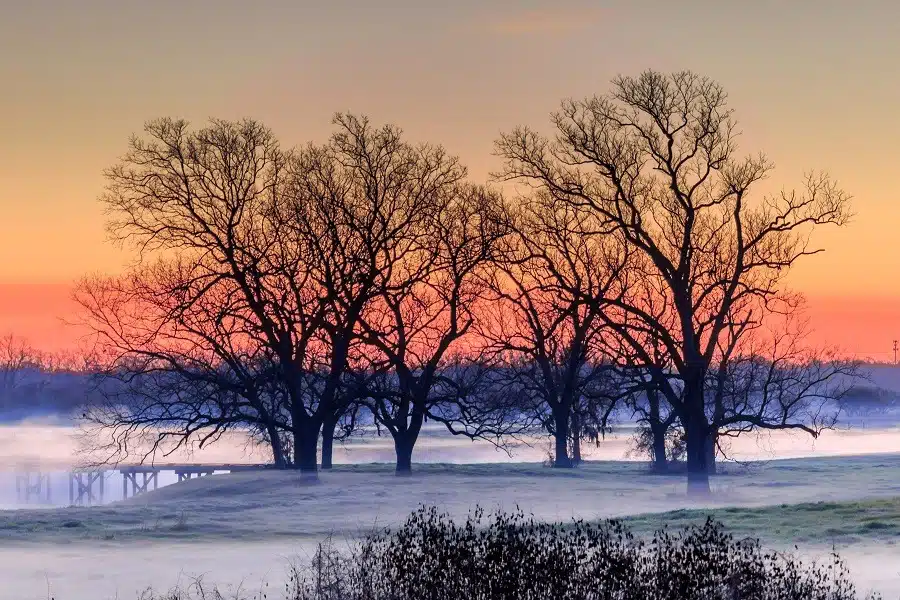 Bare trees on snow covered landscape during sunset.