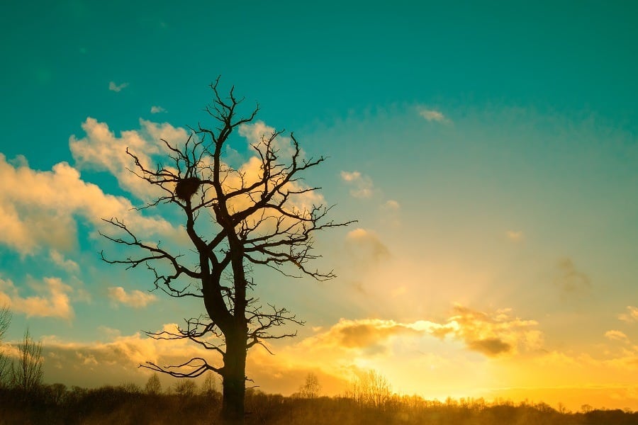 Lonesome tree without leaves against cold sunset sky.