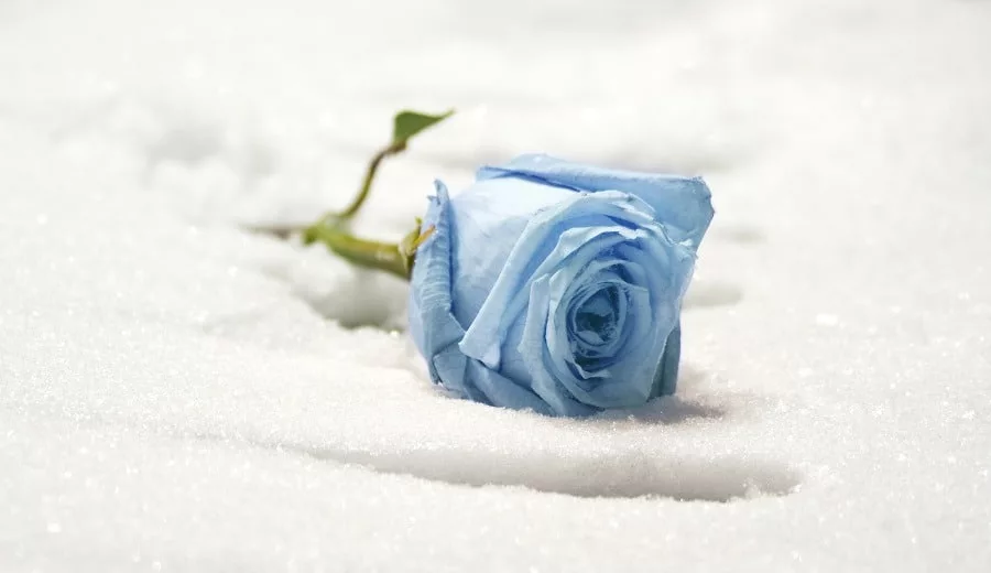Blue rose on the ground forgotten at the snow.