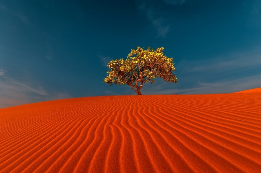 Stunning view of rippled sand dunes and a lonely tree growing under amazing blue sky at desert landscape.