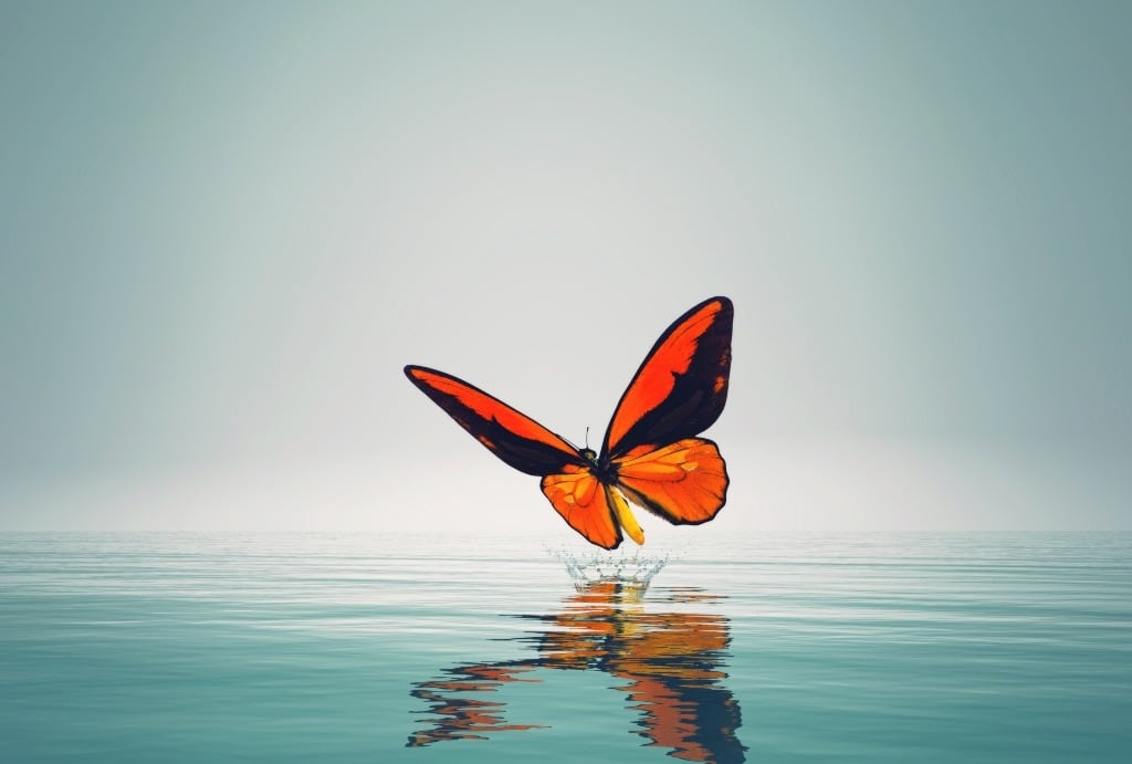 A red and black butterfly on sea surface, its reflection in the water.
