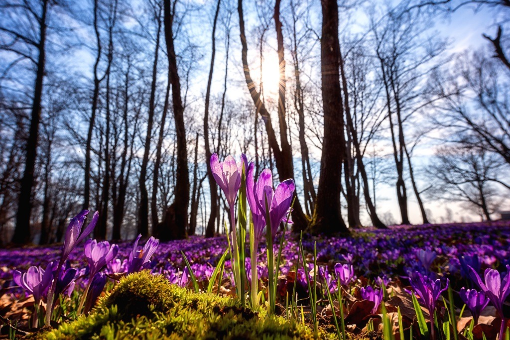 Beautiful flowering meadow with a wild purple crocus or saffron flowers in sunlight against an oak forest.