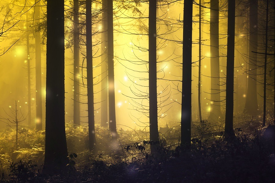 Fantasy fireflies in the magic fairy tale foggy forest.