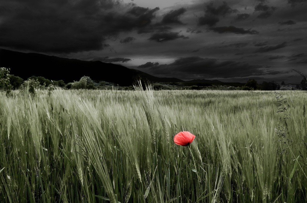 Beautiful poppy flower alone in a green grassy field under a dark cloudy sky.