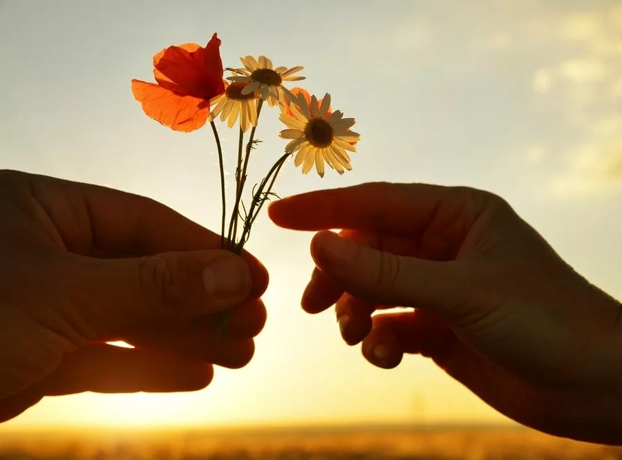 Male hand gives flowers with love at sunset. 
