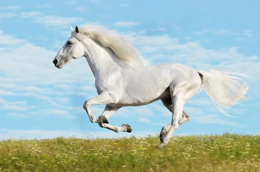Beautiful white horse gallops hooves high off the grass as if flying.