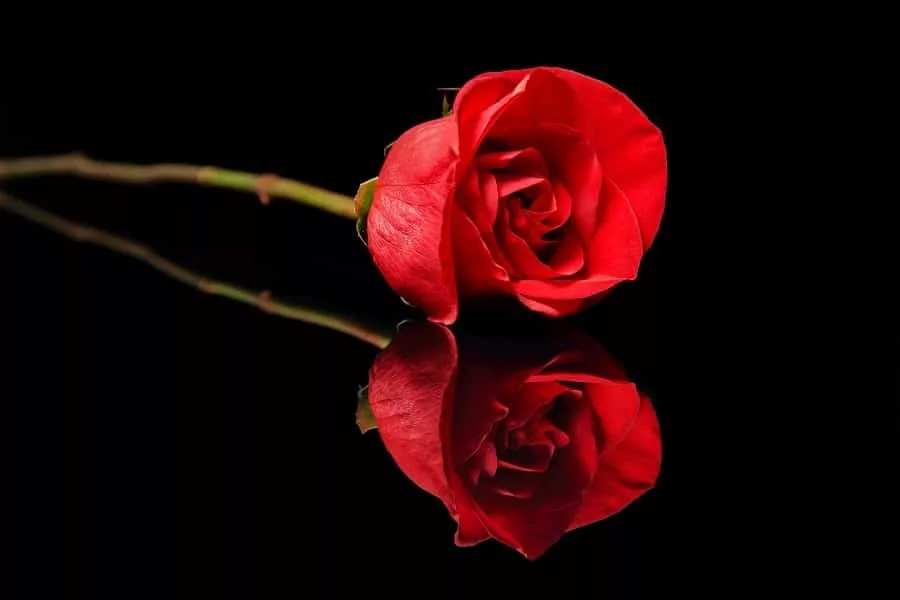 A single red rose reflecting on a black surface.