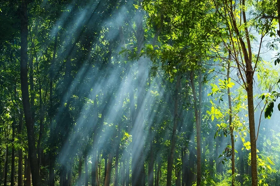 Sunlight streaming through the trees in the forest.