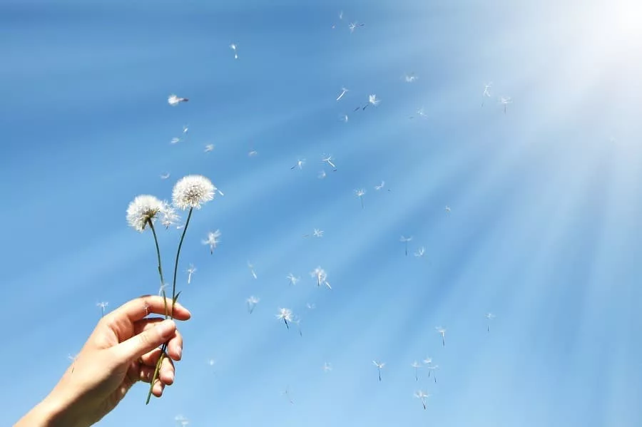 Hand holding out dandelions to the blue sky with bright light shining through.