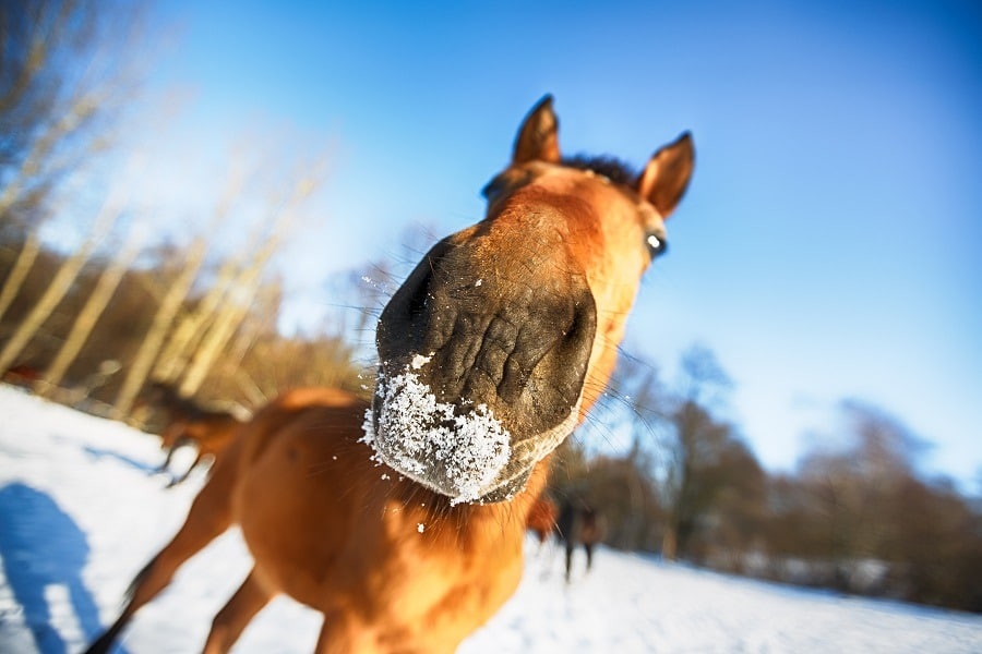 A cute, funny-looking brown horse with snow on its muzzle.
