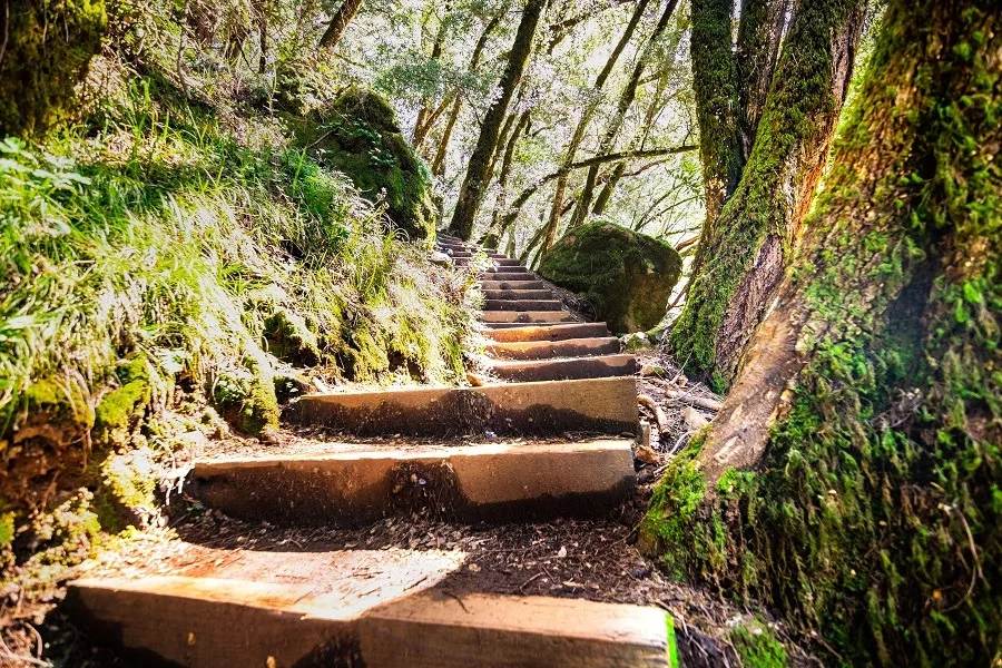 Wooden steps going up through a green forest in Marin County, San Francisco.