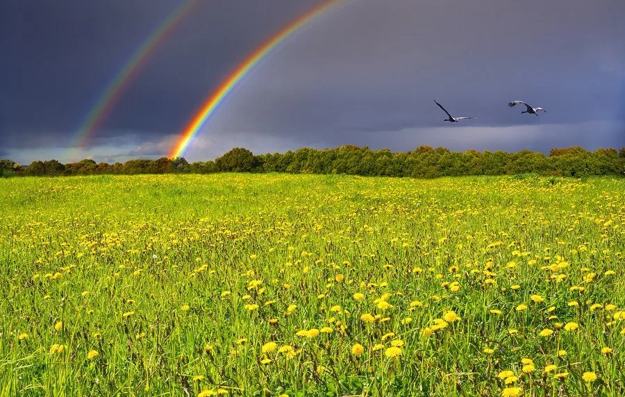 Spring blossoming dandelion field, above cloudy sky with double rainbow and couple of storks.
