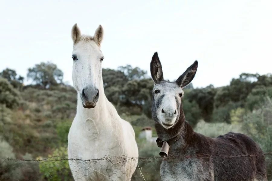 Beautiful white horse standing next to a gray donkey with big ears.