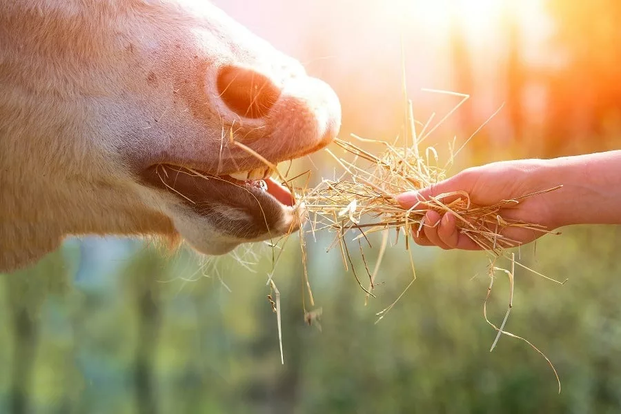Horse eating from hand.
