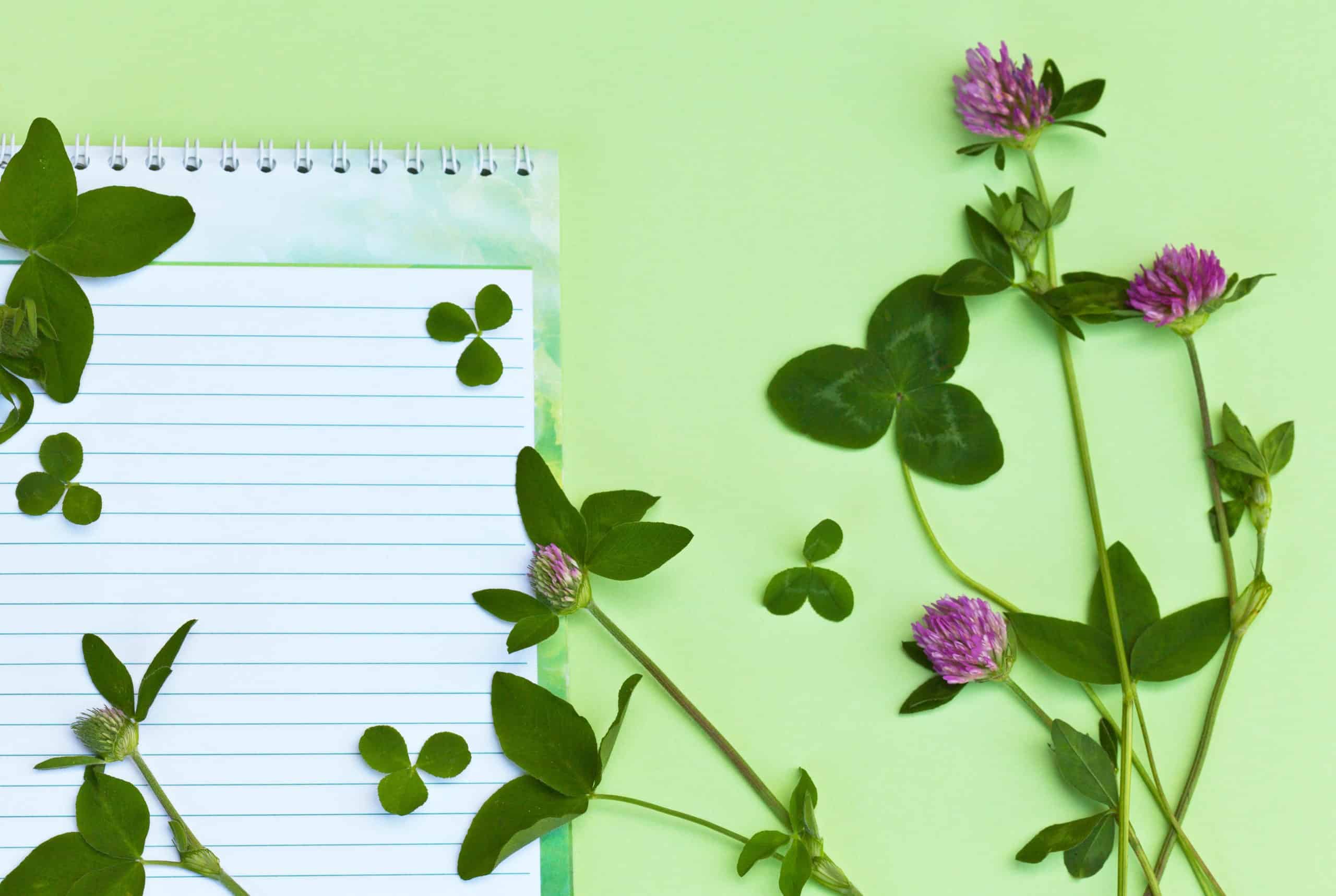 Flowers of three-leaf clover and notepad on a light green background.