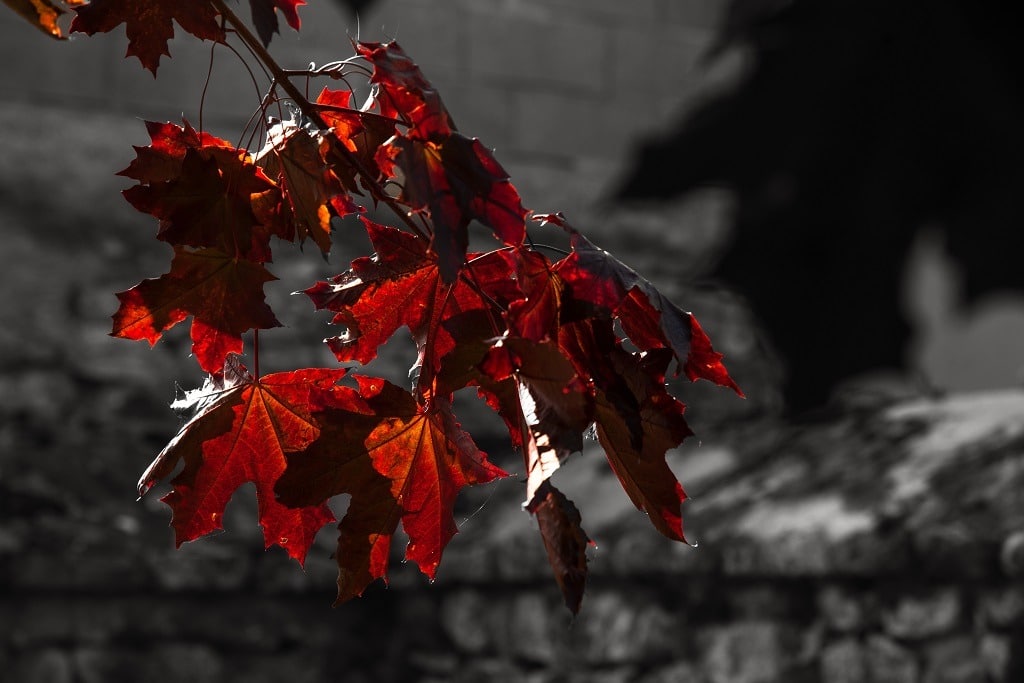 Red maple leaves and dark silhouettes and cemetery wall.