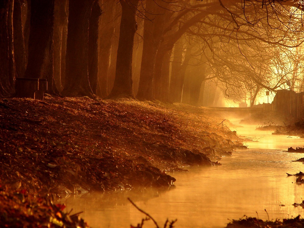 Magical golden morning at a misty river in the woods.