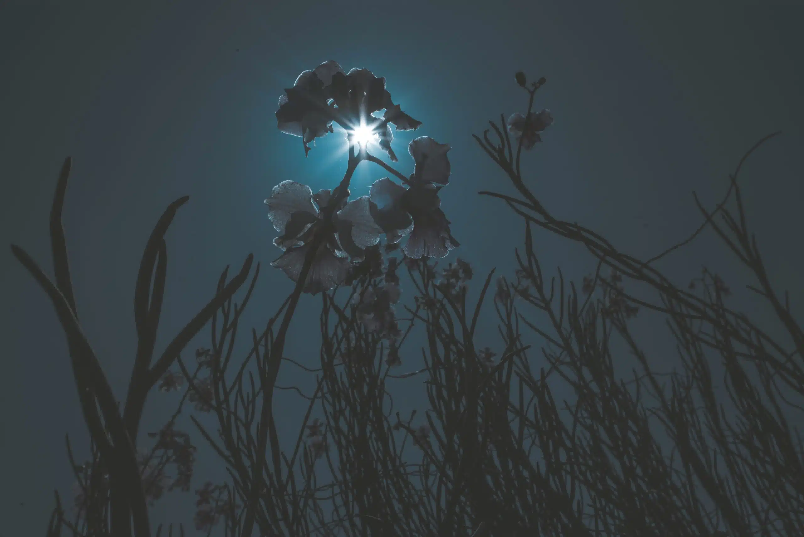 bright moonlight shines through the flowers below