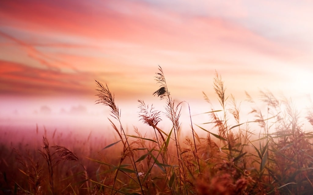 Beautiful pink and orange sunset with tall grasses beneath the landscape.