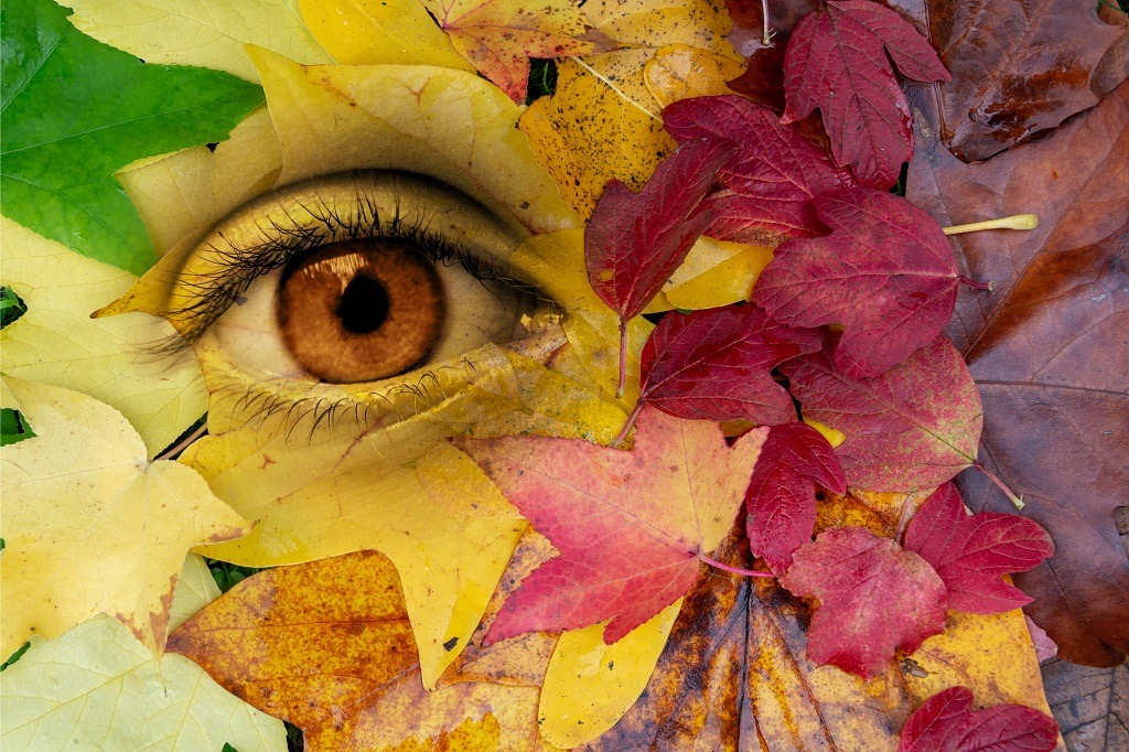Eye in a background of autumn leaves, living nature personification concept.