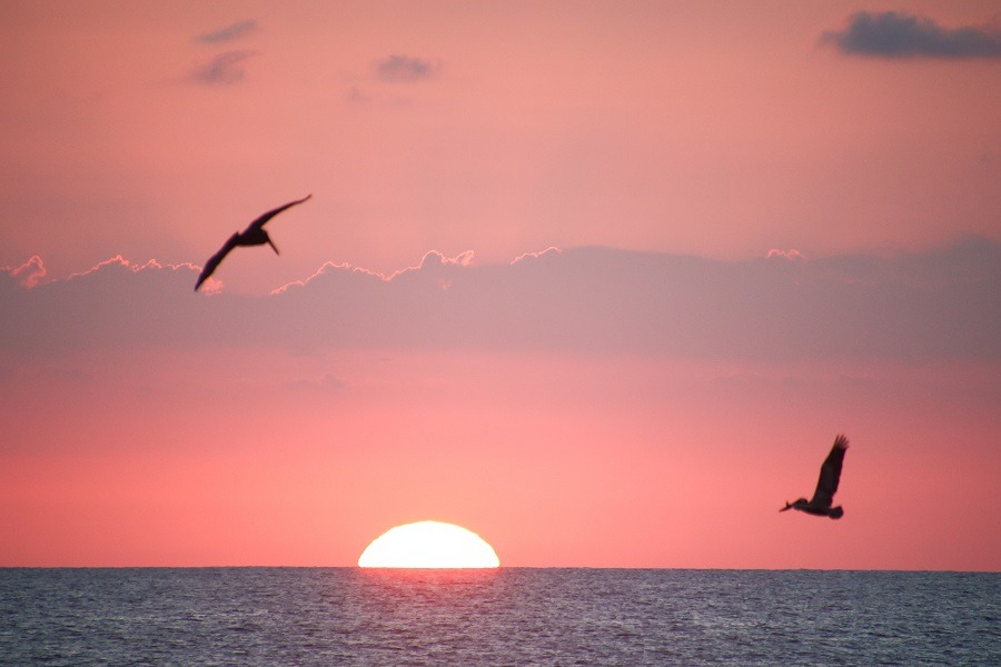 Sunset over the ocean with pelicans flying over the sun in Costa Rica.