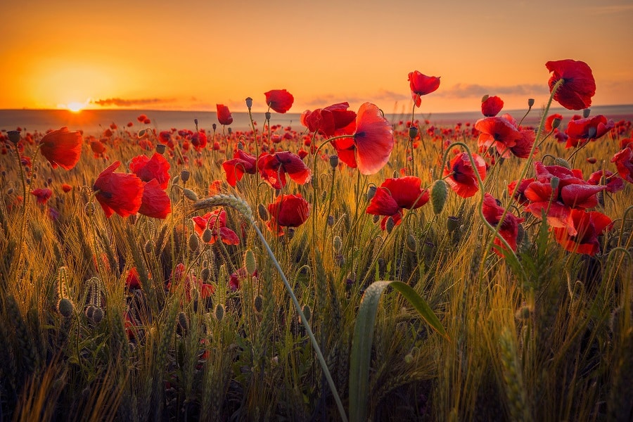 Amazing beautiful multitude of poppies growing in a field of wheat at sunrise with dew drops.