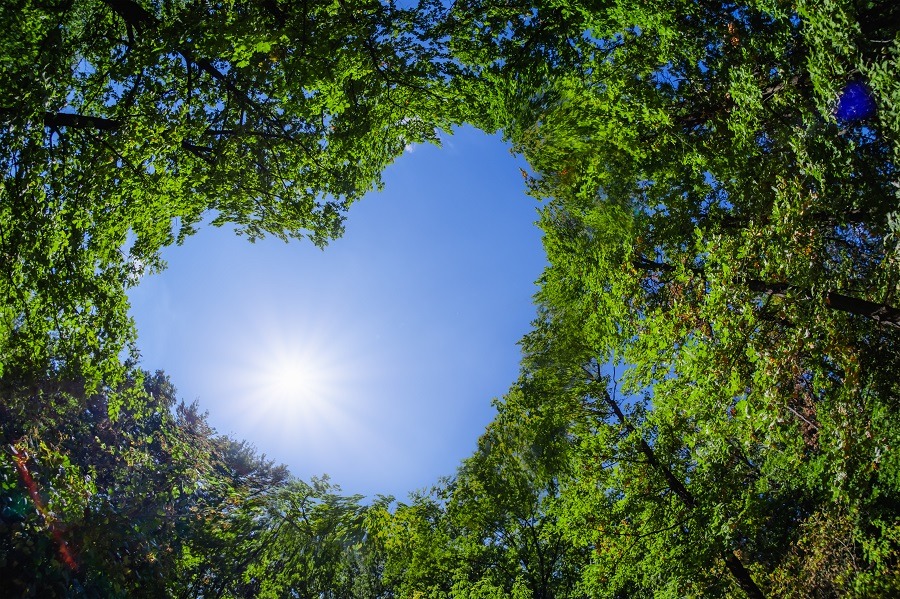 Heart-shaped trees canopy, sun shining through the heart.
