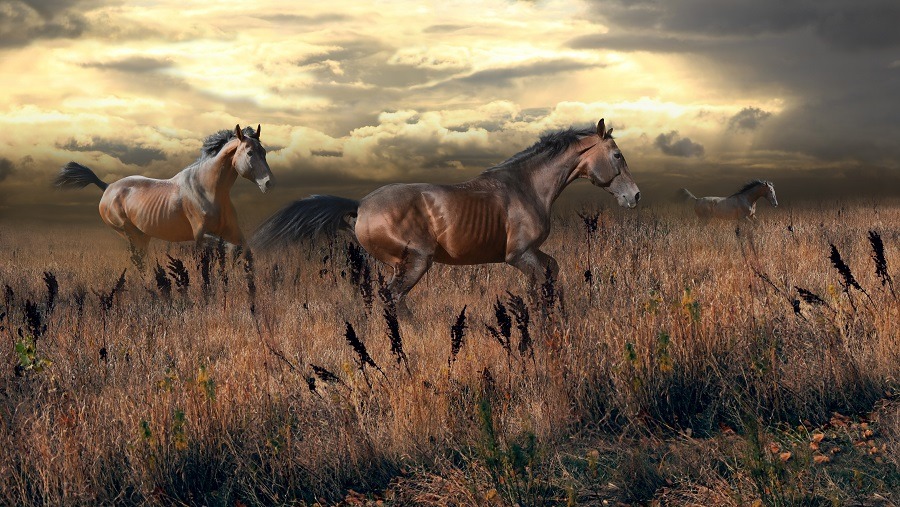 Free horses gallop across the steppe.