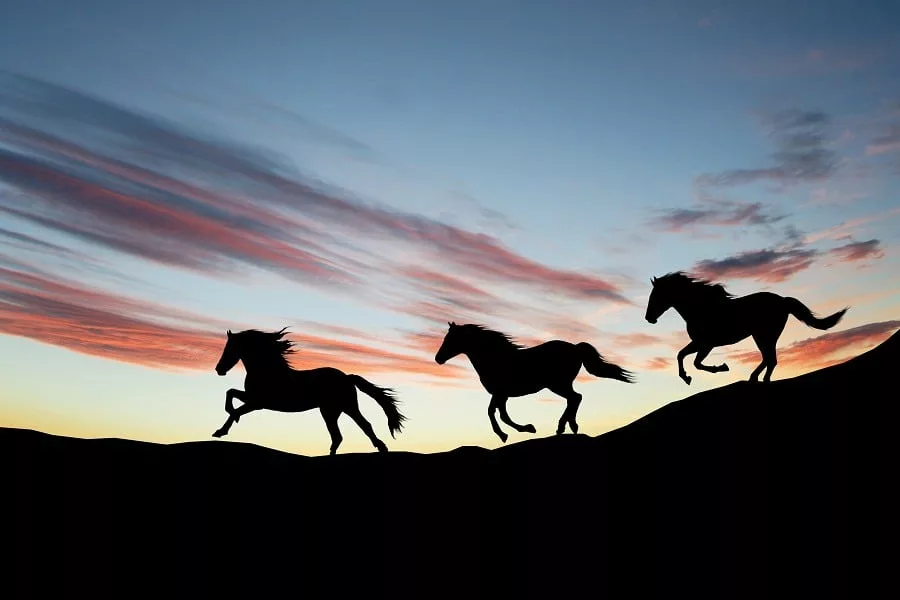Silhouette of galloping wild horses against the evening sky.