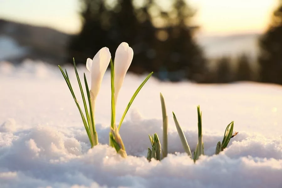 Beautiful first spring flowers growing through the snow.
