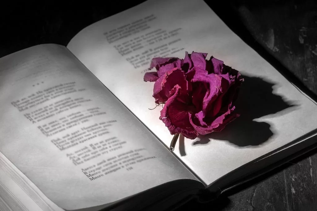 Red wilted rose lying on the pages of an open old book. 