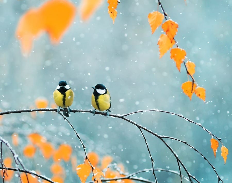 Cute couple birds sitting on a branch among bright autumn foliage during a snowfall.