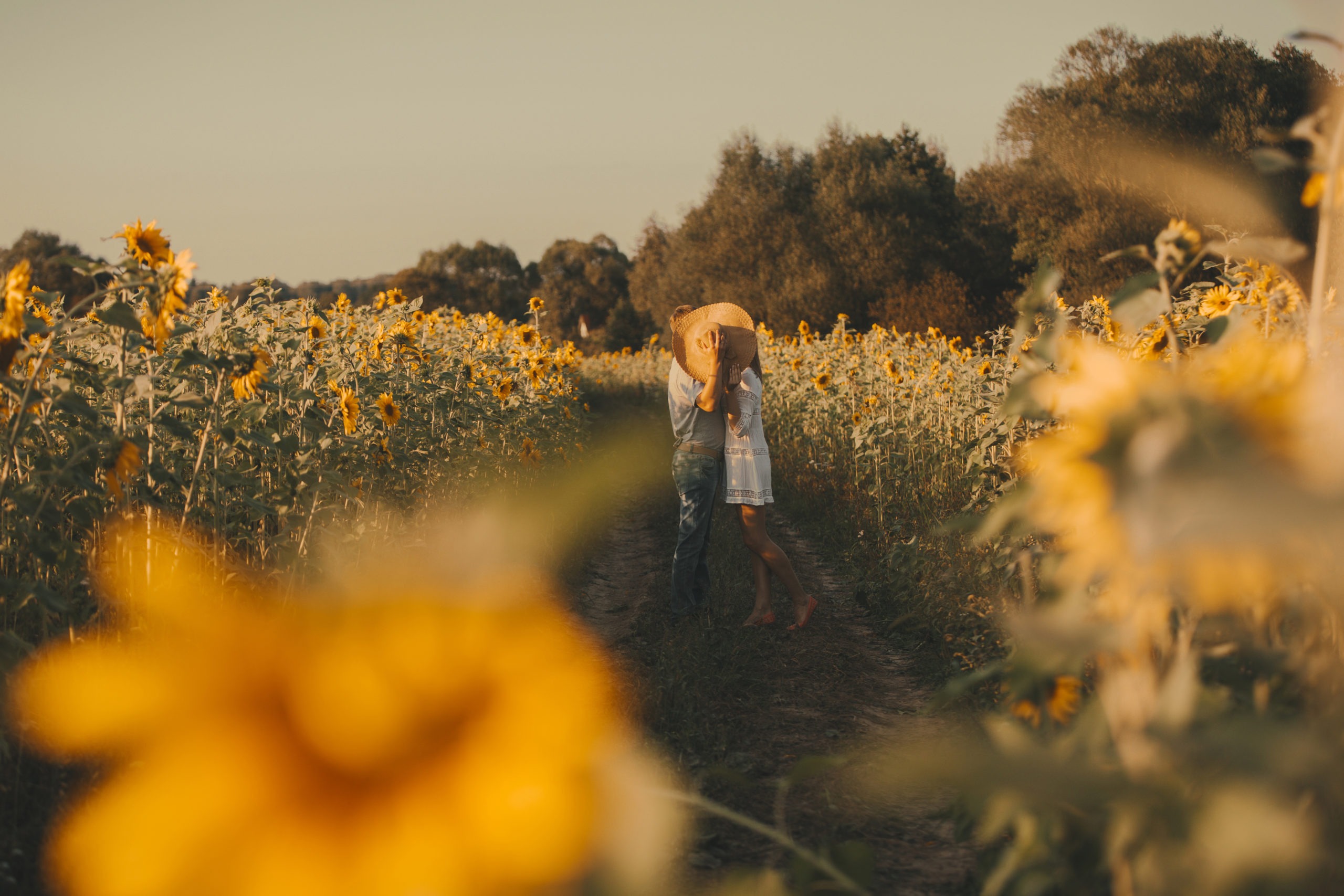 Beautiful couple in love is kissing on sunset over a field of sunflowers.