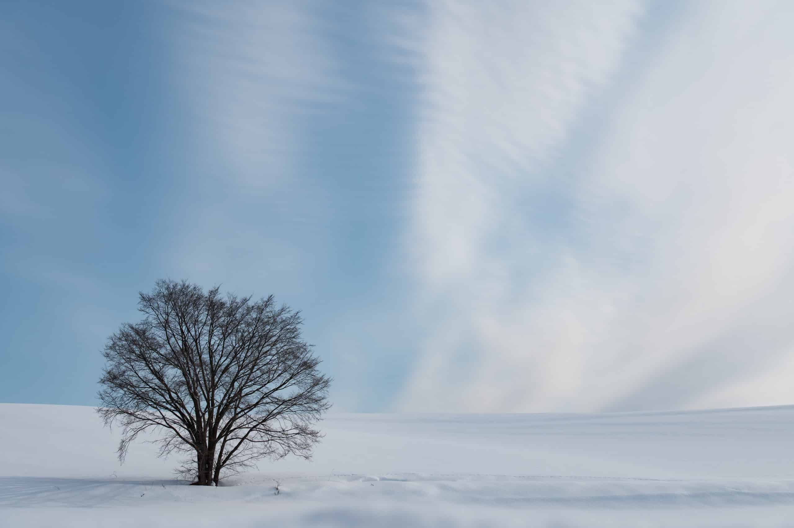 Beautiful tree in the middle of snowy mountain