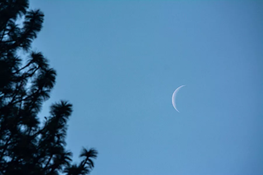 Thin moon in the sky atop pine trees.