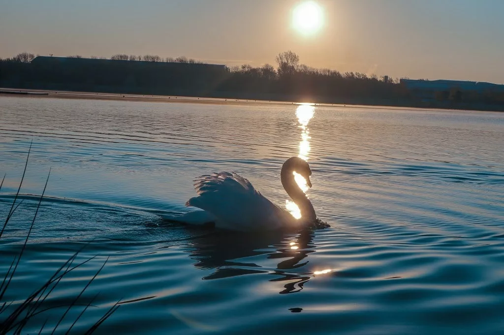 Beautiful swan on a lake at sunrise.