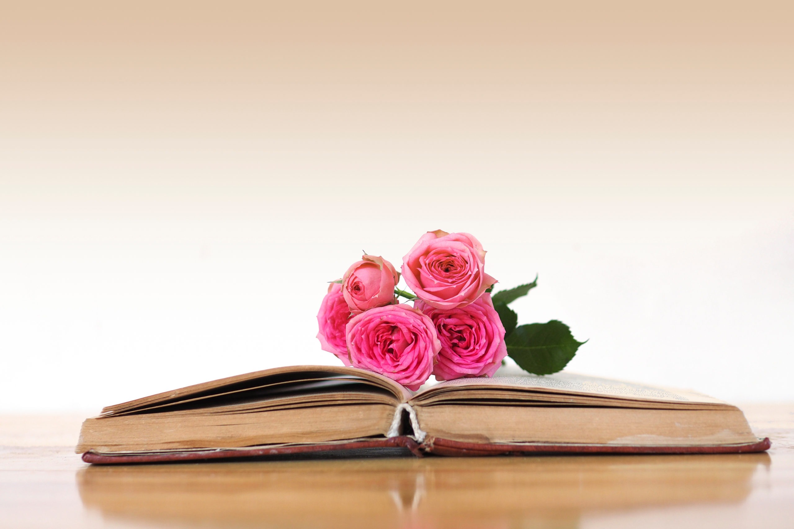 beautiful pink roses on an open old book on a wooden table.
