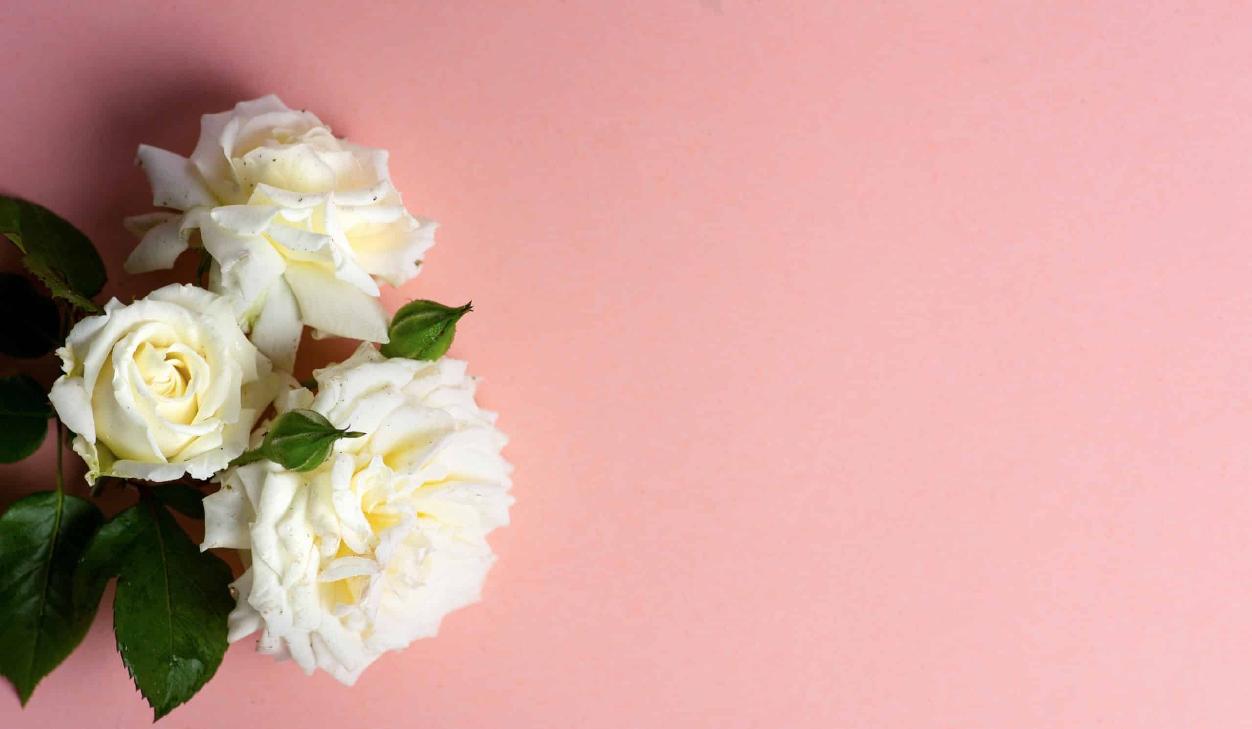 White roses arrangement on pastel background.
