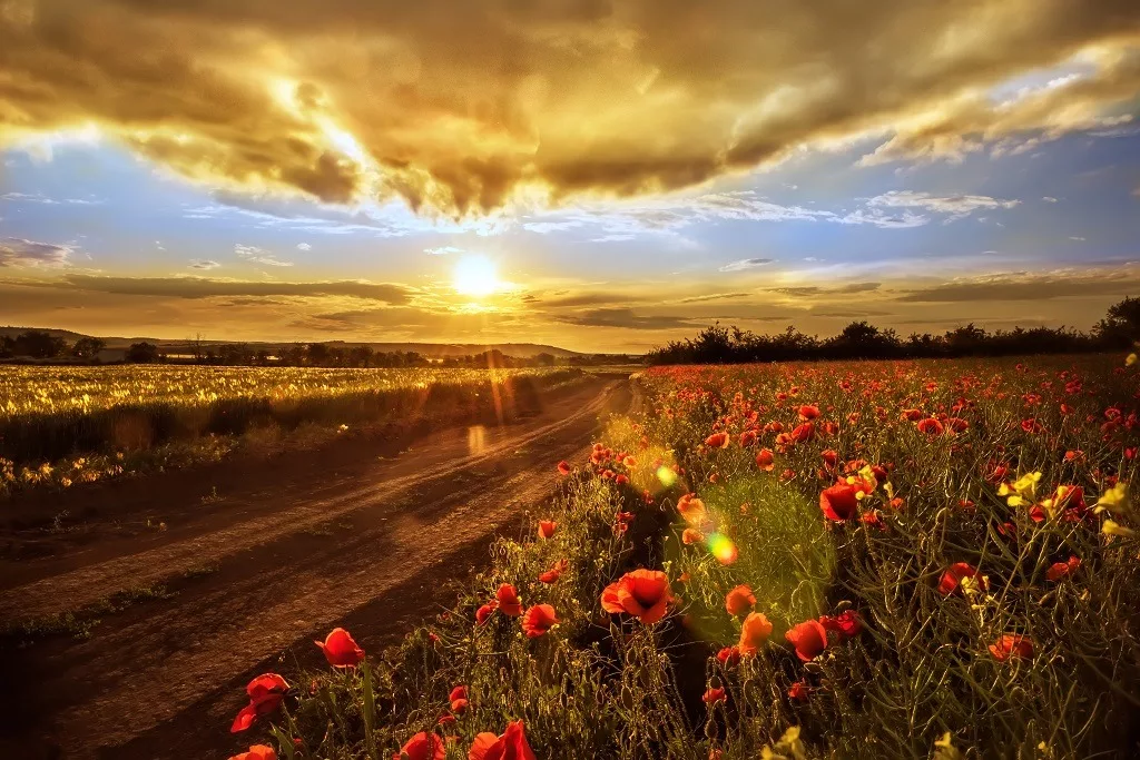 Dirt road among fields with red poppy flowers at sunset.