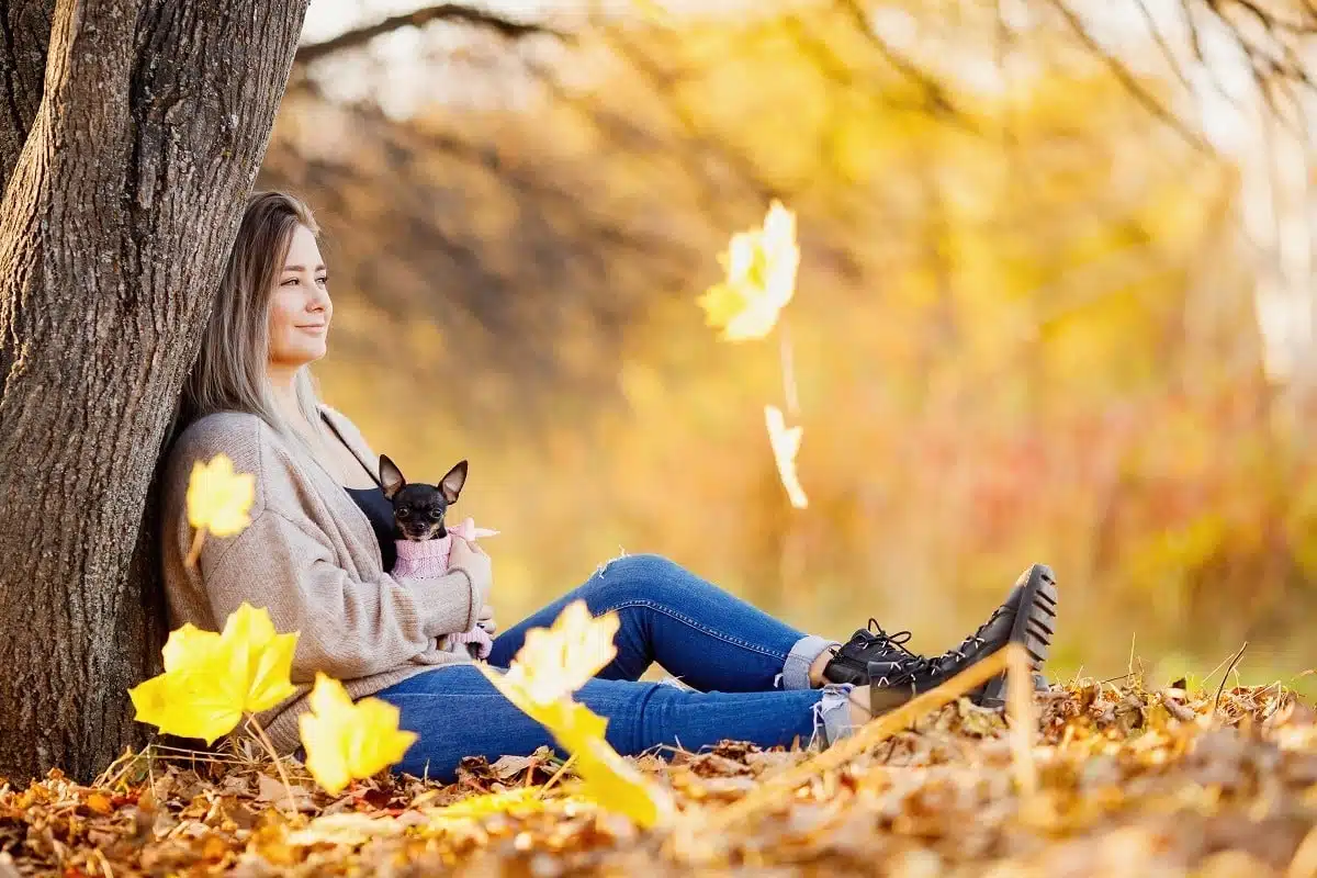 Beautiful girl in jeans and warm sweater sits in autumn park with small terrier dog in her arms while yellow maple leaves fall.