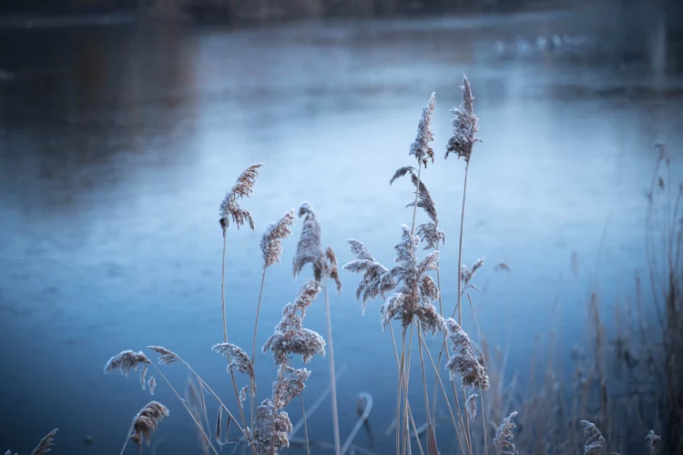 aesthetic frozen plants near the lake