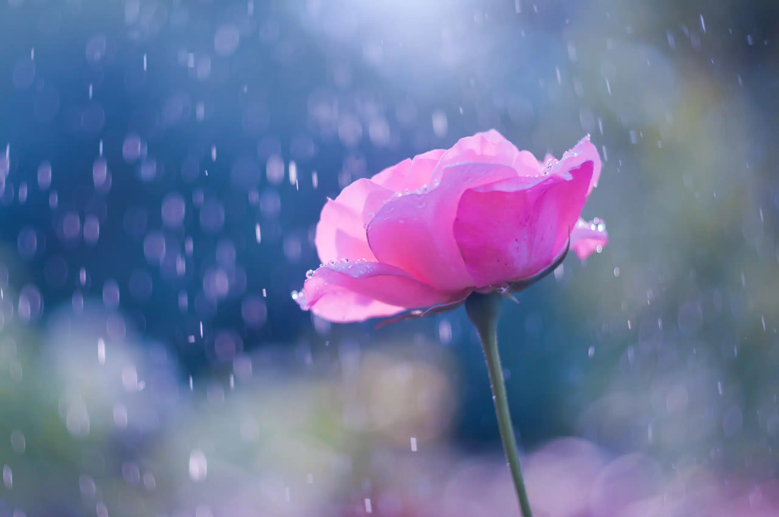 Pink rose in the summer rain.