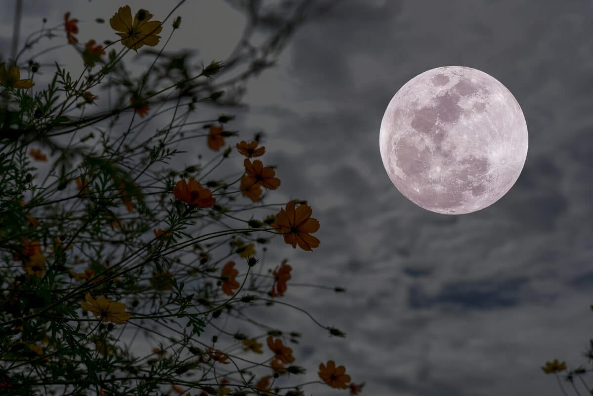 Full moon with cosmos flowers silhouette in the night.